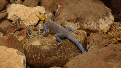 Spiny Agama