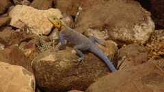 Agama spinosa