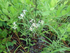 Sericocarpus linifolius