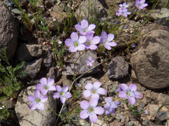 Gilia flavocincta