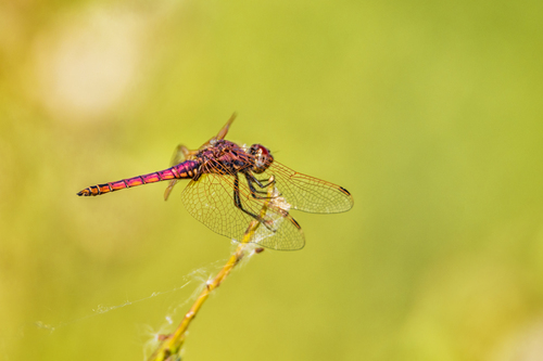 Violet Dropwing