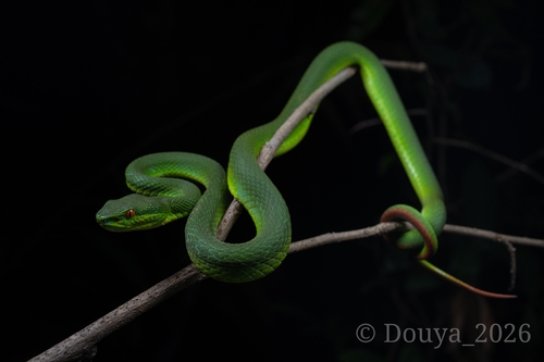Nabang Pitviper