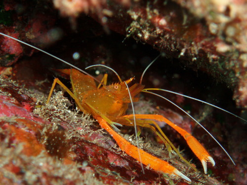 Stenopus spinosus Risso, 1827