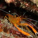 Golden Coral Shrimp - Photo (c) jome jome, some rights reserved (CC BY-NC-ND)