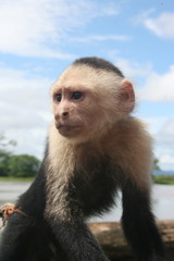 Cebus capucinus