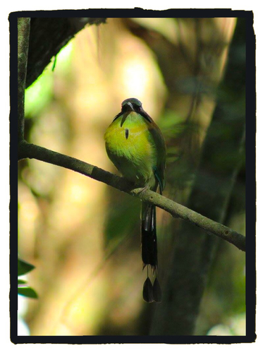 Momotus coeruliceps