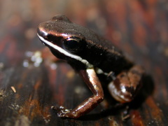 Dendrobatoidea