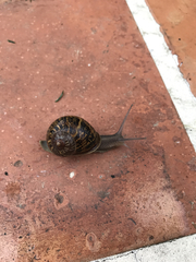Cornu aspersum