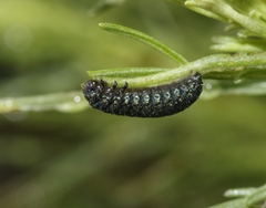 Trirhabda sericotrachyla