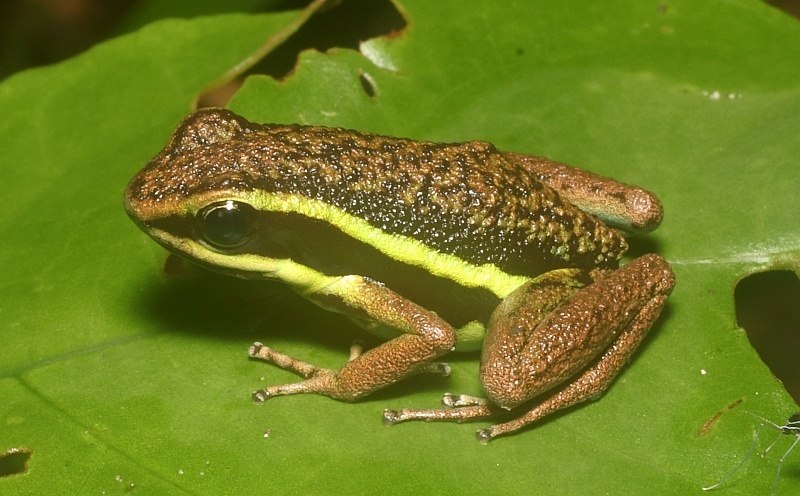 Peru Poison Frog