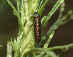 Trirhabda sericotrachyla