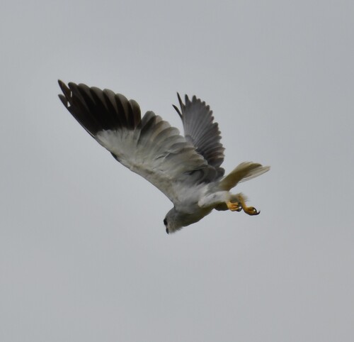 African Black-winged Kite