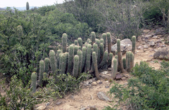 Trichocereus vollianus