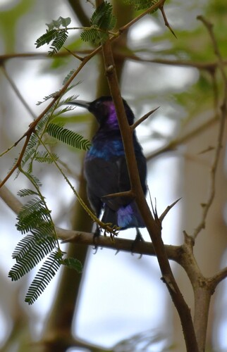 Splendid Sunbird