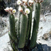 Trichocereus vollianus - Photo (c) Martin Lowry, some rights reserved (CC BY-NC), uploaded by Martin Lowry