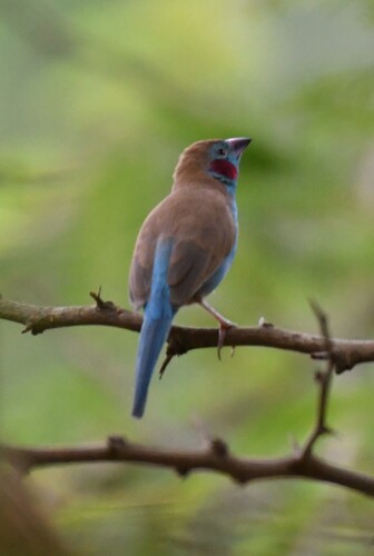 Red-cheeked Cordonbleu