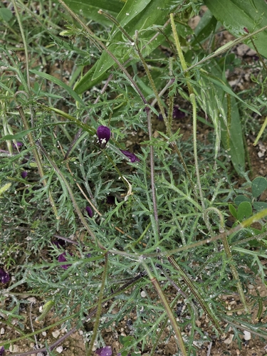 Roemeria hybrida, photograph 5