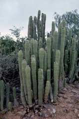 Trichocereus vollianus