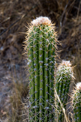 Trichocereus vollianus
