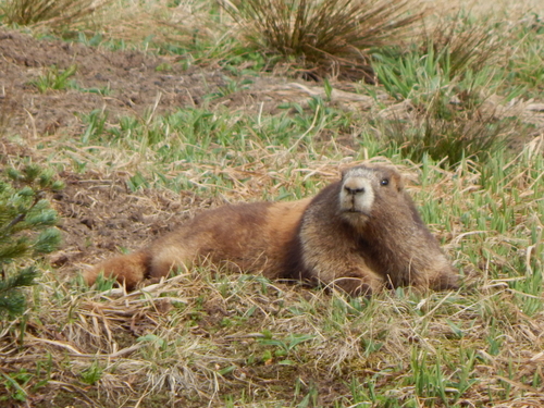Olympic Marmot observed by sardinemachine