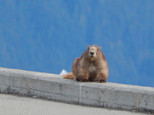 Olympic Marmot observed by sardinemachine