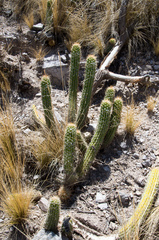 Trichocereus vollianus