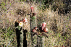 Trichocereus vollianus