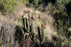 Trichocereus vollianus
