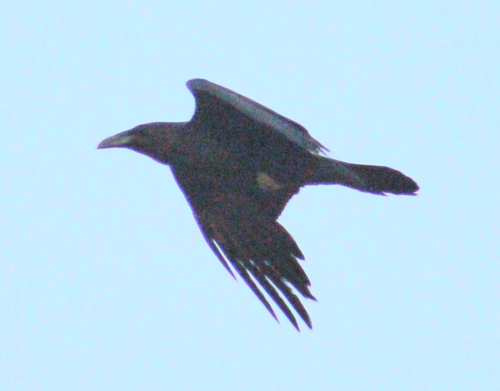 Common Raven