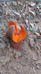Hydnora africana
