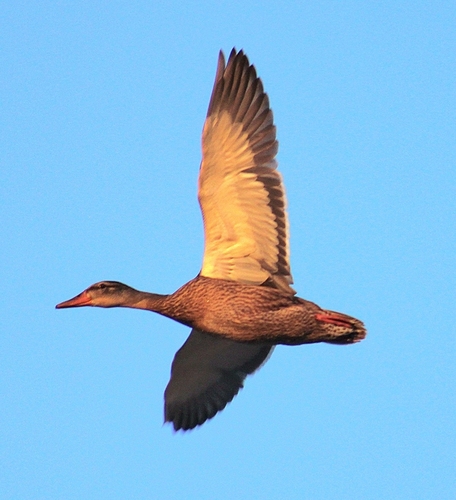 Mallard