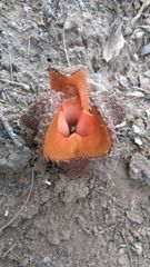 Hydnora africana