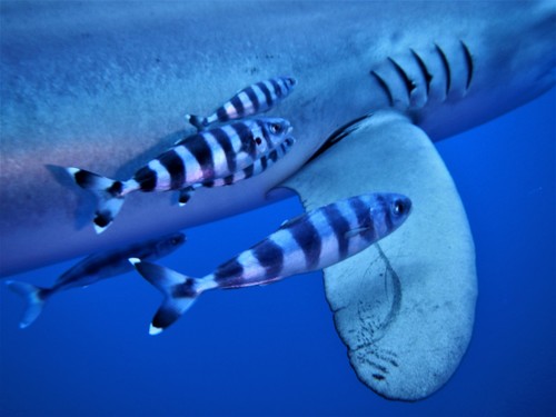 Pilot (Naucrates ductor) — Carangidae