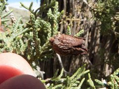 Walshomyia juniperina