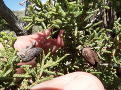 Walshomyia juniperina