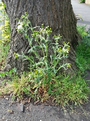 Senecio vulgaris