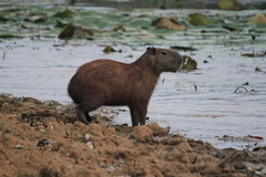 Hydrochoerus isthmius