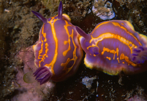 Harlequin Sea Goddess