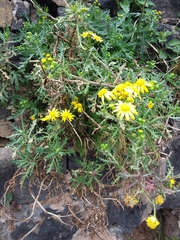 Senecio squalidus