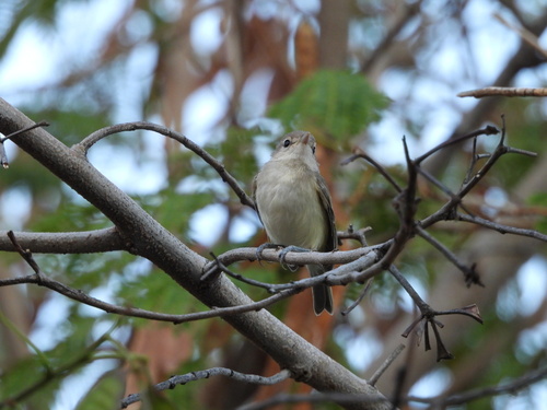 Bell's Vireo