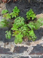 Geranium robertianum