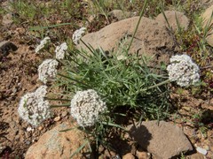 Lomatium nevadense