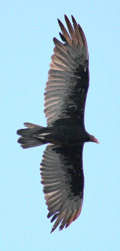 Turkey Vulture