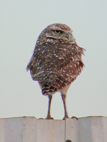 Western Burrowing Owl