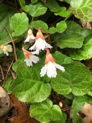 Shortia galacifolia