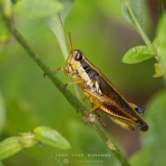 Dichroplus elongatus