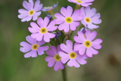 Primula nutans