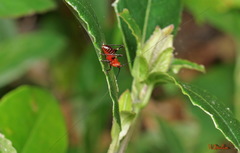 Conocephalus melaenus