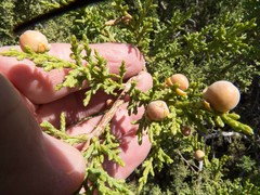 Walshomyia juniperina