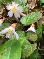 Shortia galacifolia